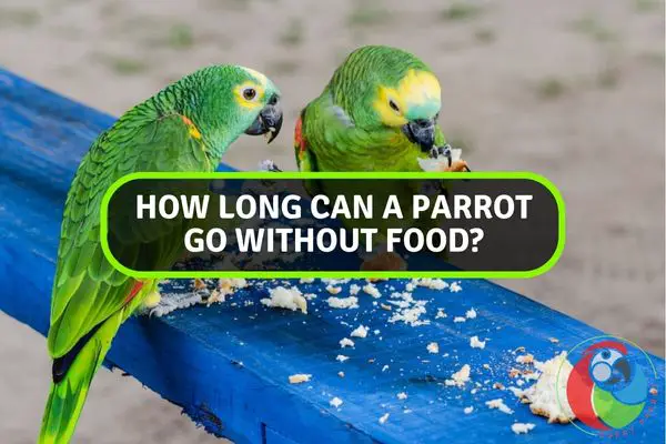 How Long Can a Parrot Go Without Food?