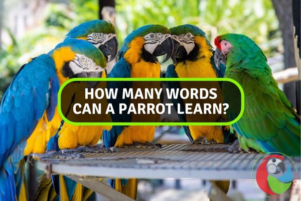 How Many Words Can a Parrot Learn?