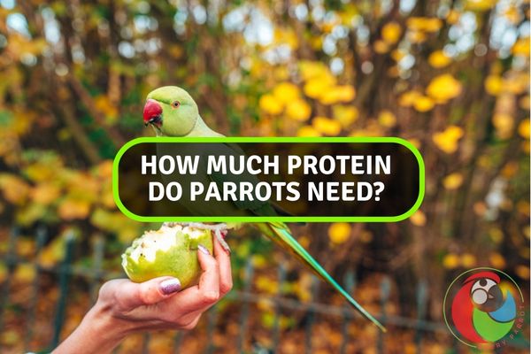 How Much Protein Do Parrots Need?