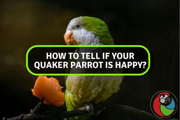 How To Tell If Your Quaker Parrot Is Happy?
