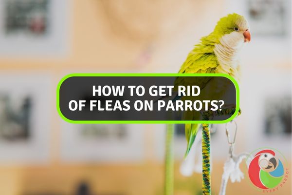 How to Get Rid of Fleas on Parrots?