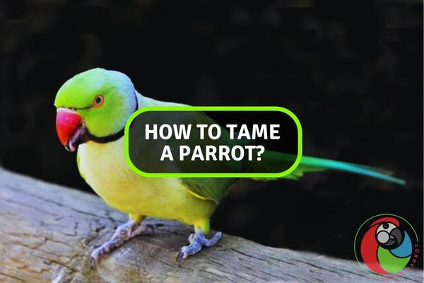 How to Tame a Parrot?
