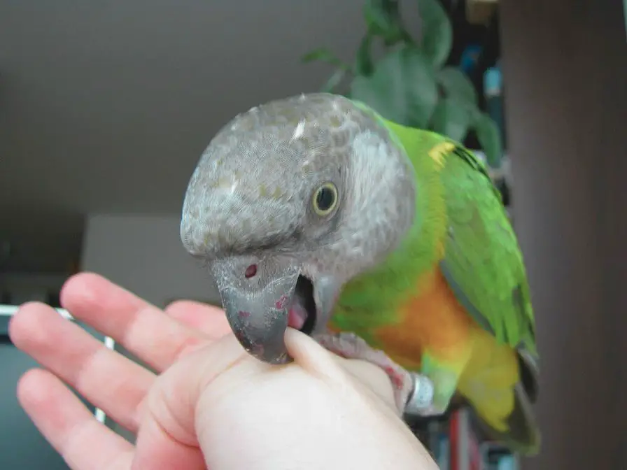 Parrot Aggression