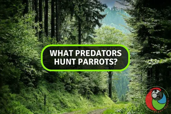 What Predators Hunt Parrots?