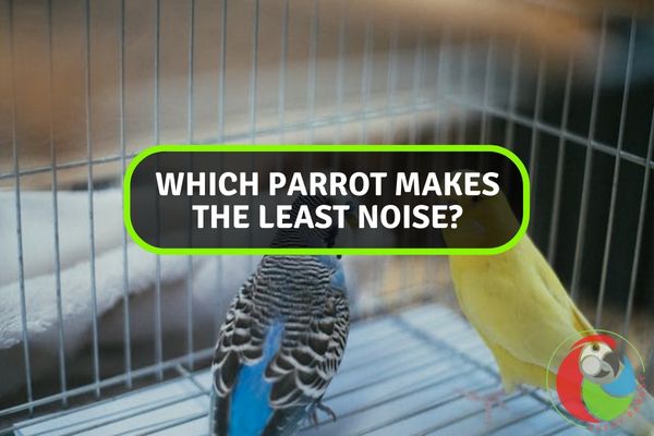 Which Parrot Makes The Least Noise?
