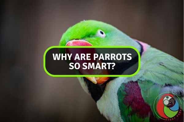 Why Are Parrots So Smart?