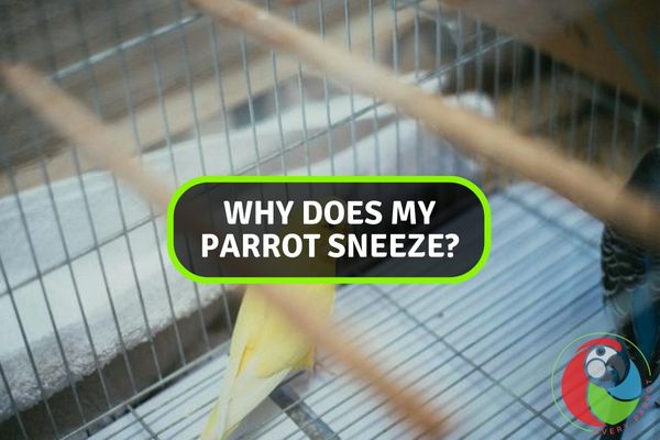 Why Does My Parrot Sneeze?