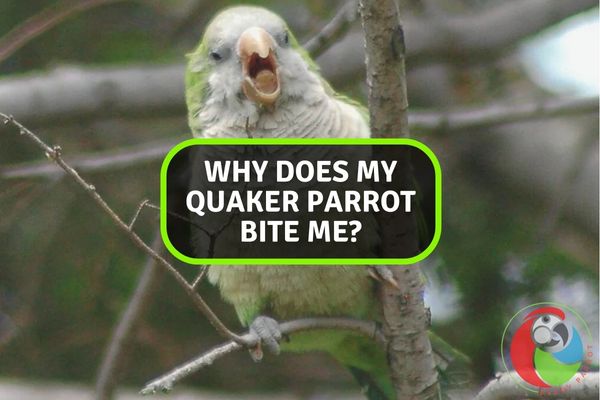 Why Does My Quaker Parrot Bite Me?