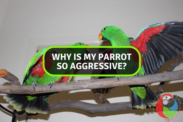 Why is My Parrot So Aggressive?