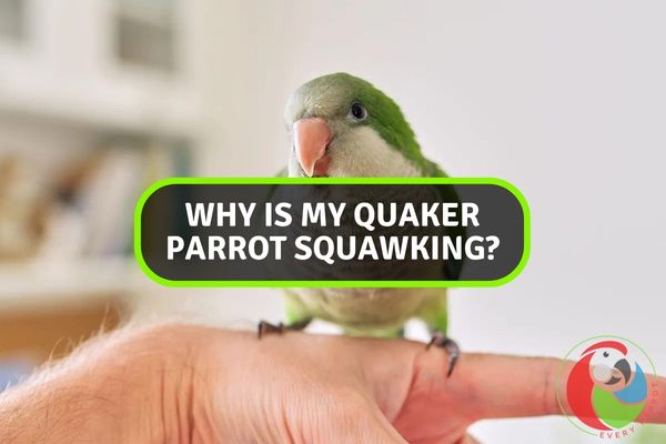 Why is My Quaker Parrot Squawking?