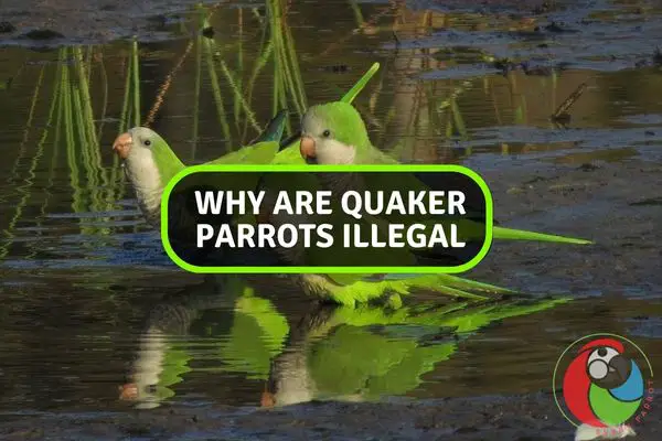 Why Are Quaker Parrots Illegal?