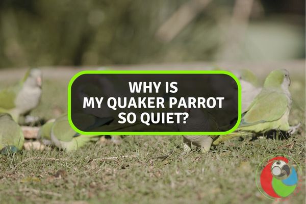 Why is My Quaker Parrot So Quiet?